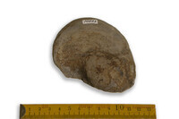 F 10663
<br/>
<br/>
<em></em>